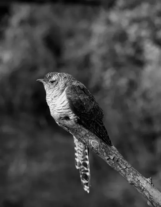 Framed Print : Cuckoo - Ditchling East Sussex. Taken in 1950 by Eric Hosking Framed Print : Cuckoo - Ditchling East Sussex. Taken in 1950 by Eric Hosking
