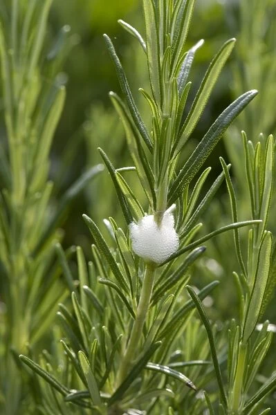 Cuckoo spit on on a rosemary bush caused by a froghopper nymph, Philaenus spumarius