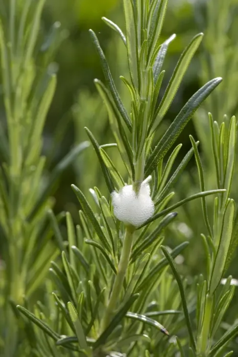 Framed Print : Cuckoo spit on on a rosemary bush caused by a froghopper nymph, Philaenus spumarius