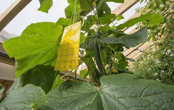 Cucumber (Cucumis sativus) crop, with sticky flypaper, growing in hydroponics unit, Todmorden, West Yorkshire, England