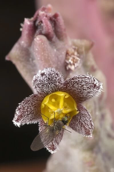 Cuernua (Caralluma burchardii burchardii) close-up of flower, fly attracted to flowers that smell like rotten meat, contributing to pollination, Canary Islands