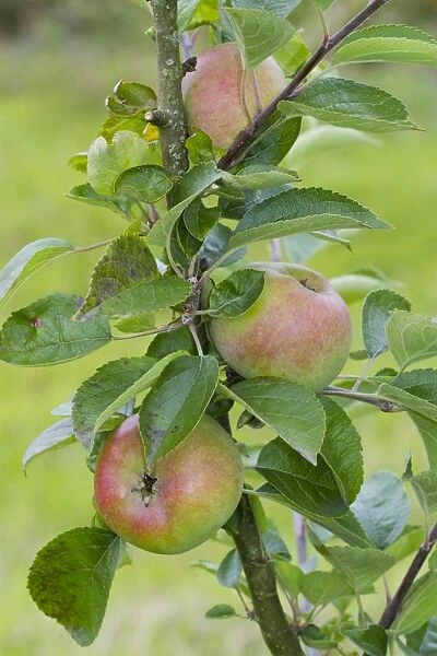Cultivated Apple (Malus domestica) Court Pendu Plat or Wise Apple, close-up of fruit, on tree in organic orchard