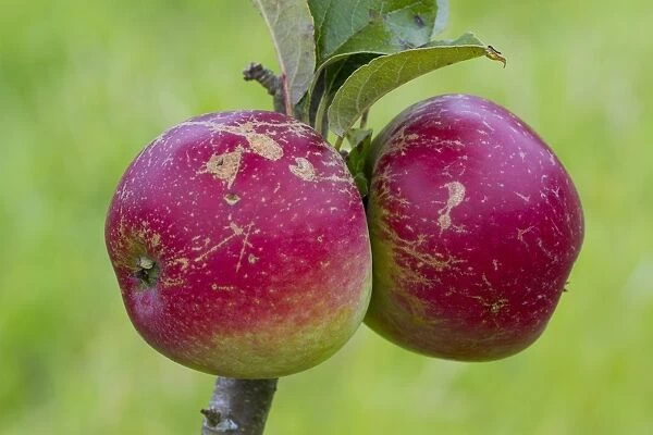 Cultivated Apple (Malus domestica) Worcester Pearmain, close-up of fruit, on tree in organic orchard, Powys, Wales