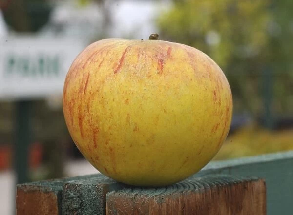 Cultivated Apple (Malus domestica) Coxs Orange Pippin variety, picked fruit, England
