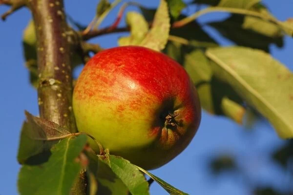 Cultivated Apple (Malus domestica) Red Falstaff dessert variety, close-up of fruit, in organic orchard, Powys, Wales