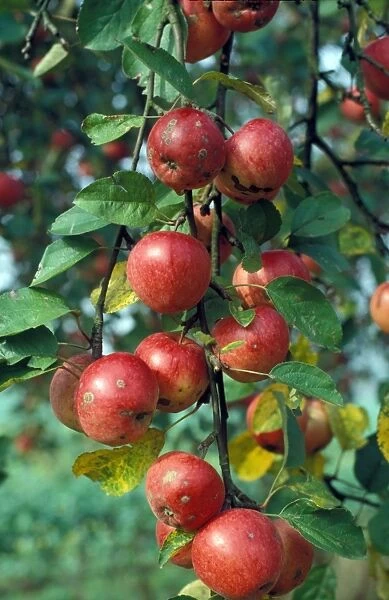 Cultivated Apple (Malus domestica) Ripening apples on tree  /  some marked with ' spot'