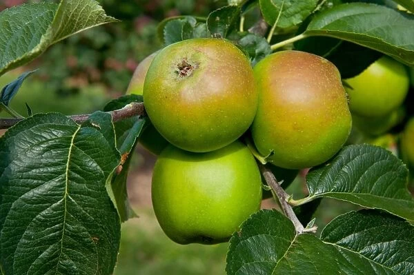 Cultivated Apple (Malus domestica) Bleinham Orange, close-up of fruit, growing in orchard, Norfolk, England, august