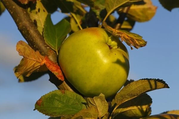 Cultivated Apple (Malus domestica) Lord Derby culinary variety, close-up of fruit, in organic orchard, Powys, Wales