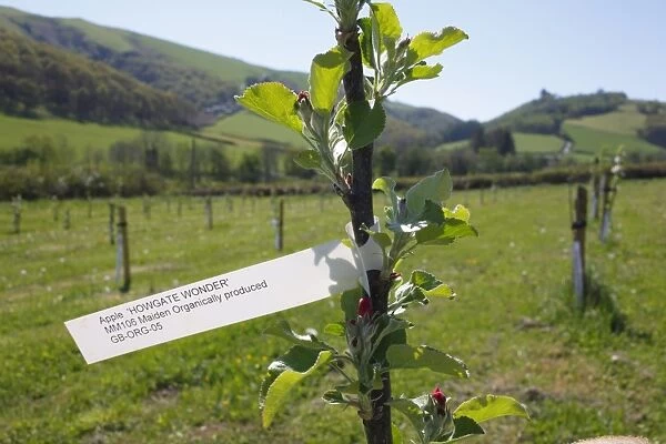Cultivated Apple (Malus domestica) Howgate Wonder, label on newly planted maiden whip in organic orchard, Powys, Wales