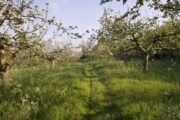 Cultivated Apple (Malus domestica) flowering orchard, habitat managed for wildlife, Bough Beech, Kent, England, may
