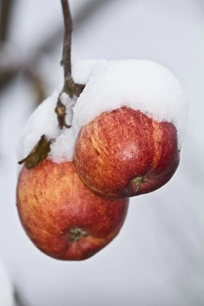 Cultivated Apple (Malus domestica) close-up of snow covered fruit on tree, Dorset, England, december