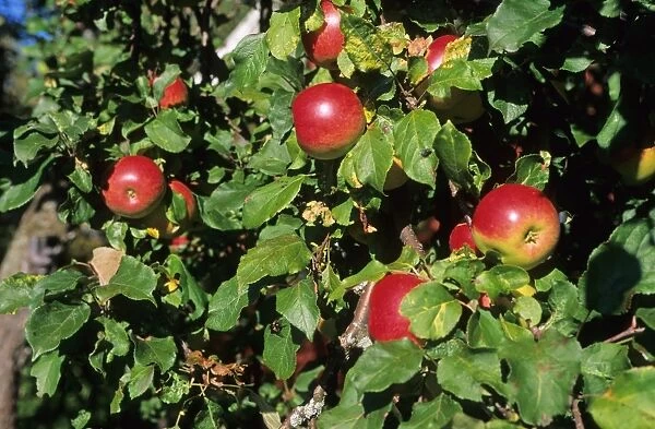 Cultivated Apple (Malus domestica) red apples on branch, Sweden