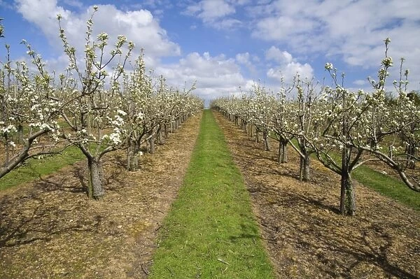 Cultivated Apple (Malus domestica) flowering orchard, Cooling, Kent, England, April
