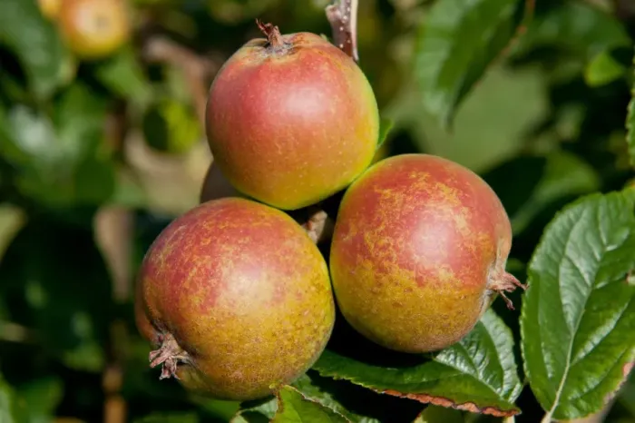 Framed Print : Cultivated Apple (Malus domestica) D Arcy Spice, close-up of fruit, growing in orchard, Norfolk, England, august Framed Print : Cultivated Apple (Malus domestica) D Arcy Spice, close-up of fruit, growing in orchard, Norfolk, England, august