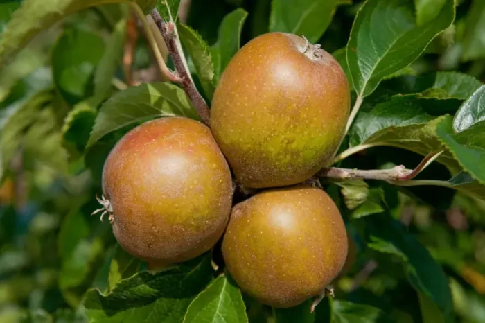 Framed Print : Cultivated Apple (Malus domestica) Egremont Russet, close-up of fruit, growing in orchard, Norfolk, England, august Framed Print : Cultivated Apple (Malus domestica) Egremont Russet, close-up of fruit, growing in orchard, Norfolk, England, august