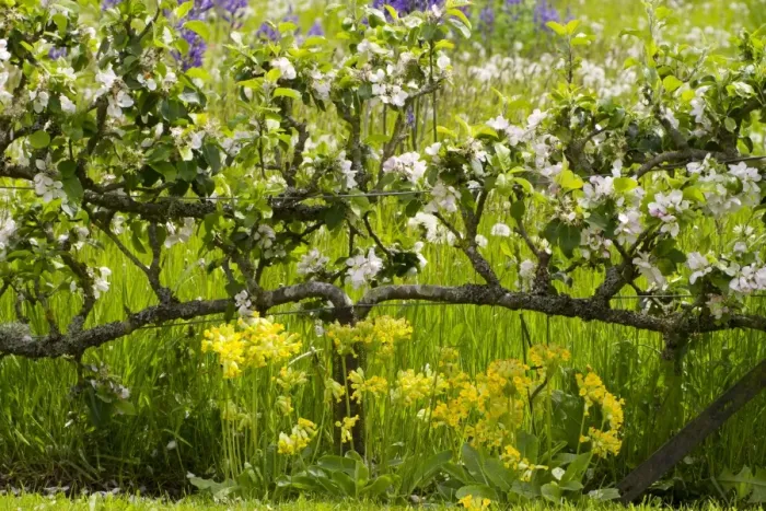 Framed Print : Cultivated Apple (Malus domestica) flowering, grown as two-tiered espaliers in garden, Herefordshire, England, May Framed Print : Cultivated Apple (Malus domestica) flowering, grown as two-tiered espaliers in garden, Herefordshire, England, May