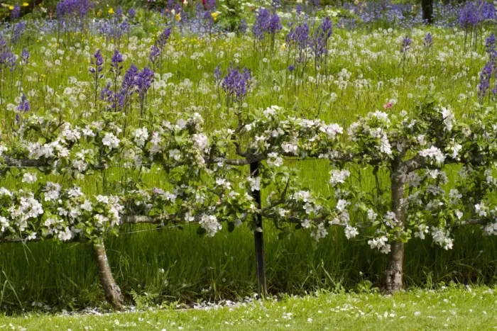 Framed Print : Cultivated Apple (Malus domestica) flowering, grown as two-tiered espaliers in garden, Herefordshire, England, May Framed Print : Cultivated Apple (Malus domestica) flowering, grown as two-tiered espaliers in garden, Herefordshire, England, May