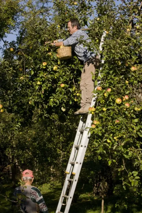 Framed Print : Cultivated Apple (Malus domestica) with fruit, being picked from orchard in old Saxon village, Viscri, Transylvania