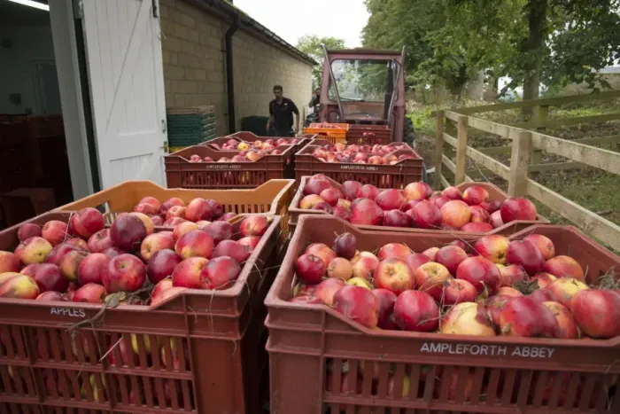 Framed Print : Cultivated Apple (Malus domestica) harvested fruit, cider apples ready for pressing at Benedictine monastery Framed Print : Cultivated Apple (Malus domestica) harvested fruit, cider apples ready for pressing at Benedictine monastery