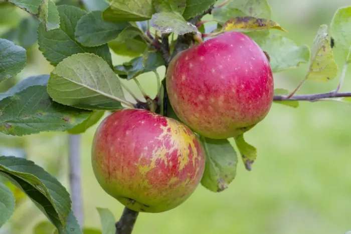 Framed Print : Cultivated Apple (Malus domestica) James Grieve, close-up of fruit, on tree in organic orchard, Powys, Wales, August