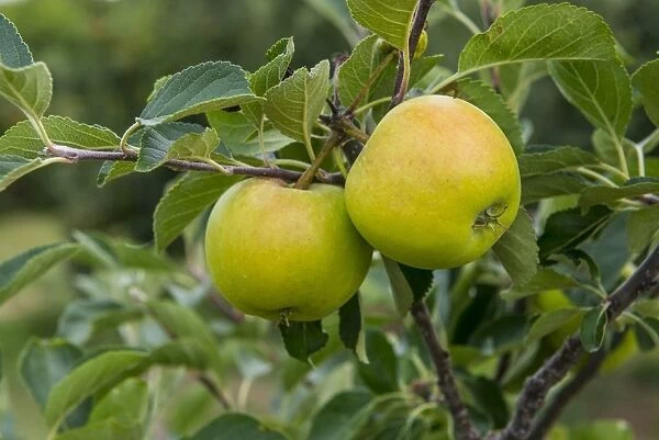 Cultivated Apple (Malus domestica) James Grieve, close-up of fruit, on tree in orchard, Norfolk, England, August