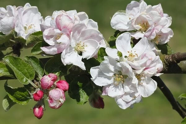 Cultivated Apple (Malus domestica) Lord Derby, close-up of flowers, in organic orchard, Powys, Wales. april