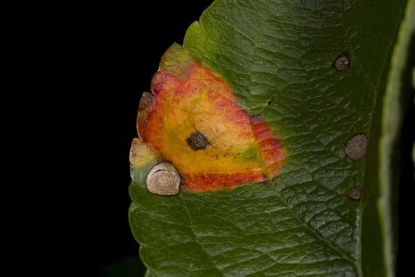 Cultivated Apple (Malus domestica) McIntosh, close-up of leaf, with Frogeye (Sphaeropsis sp. ) Leaf Spot, Ottawa