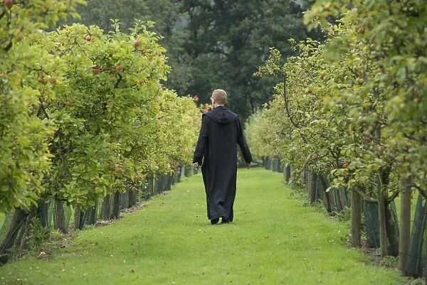 Cultivated Apple (Malus domestica) orchard, monk walking between trees at Benedictine monastery, Ampleforth Abbey