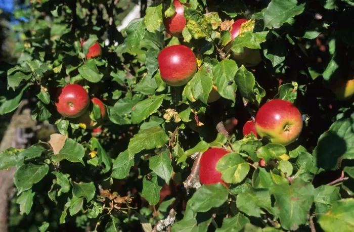 Framed Print : Cultivated Apple (Malus domestica) red apples on branch, Sweden Framed Print : Cultivated Apple (Malus domestica) red apples on branch, Sweden