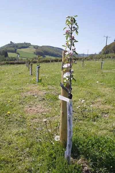 Cultivated Apple (Malus domestica) Red Falstaff, newly planted maiden whips in organic orchard, Powys, Wales. april