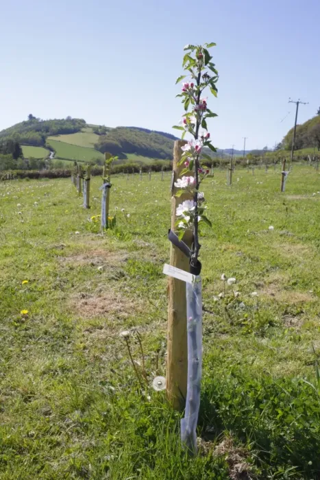Framed Print : Cultivated Apple (Malus domestica) Red Falstaff, newly planted maiden whips in organic orchard, Powys, Wales. april Framed Print : Cultivated Apple (Malus domestica) Red Falstaff, newly planted maiden whips in organic orchard, Powys, Wales. april