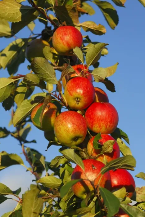 Framed Print : Cultivated Apple (Malus domestica) Red Falstaff dessert variety, close-up of fruit, in organic orchard, Powys, Wales Framed Print : Cultivated Apple (Malus domestica) Red Falstaff dessert variety, close-up of fruit, in organic orchard, Powys, Wales