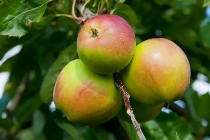 Framed Print : Cultivated Apple (Malus domestica) Red Pippin, close-up of fruit, growing in orchard, Norfolk, England, august Framed Print : Cultivated Apple (Malus domestica) Red Pippin, close-up of fruit, growing in orchard, Norfolk, England, august