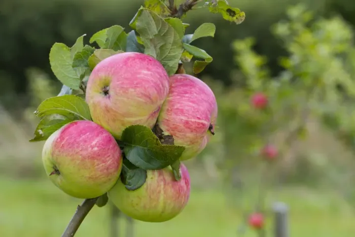 Framed Print : Cultivated Apple (Malus domestica) Rev. W. Wilks, close-up of fruit, on tree in organic orchard, Powys, Wales, August Framed Print : Cultivated Apple (Malus domestica) Rev. W. Wilks, close-up of fruit, on tree in organic orchard, Powys, Wales, August