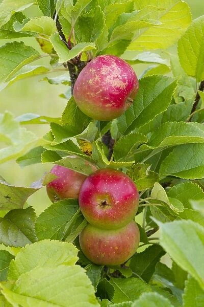 Cultivated Apple (Malus domestica) Sunset, close-up of fruit, on tree in organic orchard, Powys, Wales, August