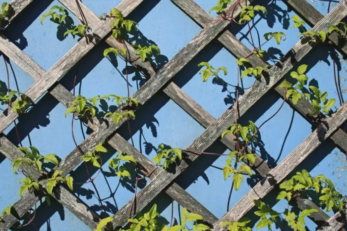 Framed Print : Cultivated Clematis (Clematis sp. ) leaves and stems, growing on garden trellis, Suffolk, England, may Framed Print : Cultivated Clematis (Clematis sp. ) leaves and stems, growing on garden trellis, Suffolk, England, may