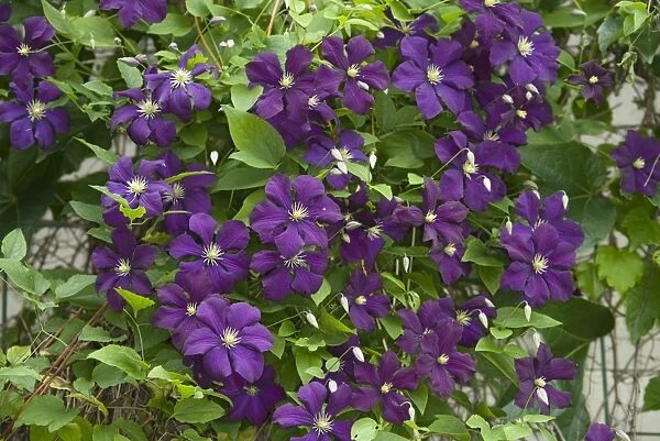 Cultivated Clematis (Clematis sp. ) Warsaw Nike, flowering in garden, Ottawa, Ontario, Canada, July