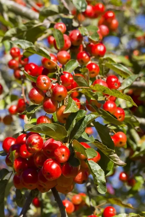 Framed Print : Cultivated Crabapple (Malus sp. ) fruit, on tree in sunshine, Dorset, England, october Framed Print : Cultivated Crabapple (Malus sp. ) fruit, on tree in sunshine, Dorset, England, october