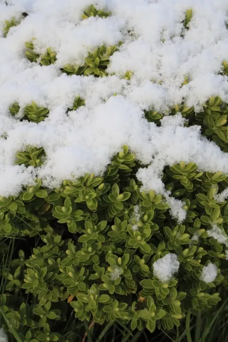 Framed Print : Cultivated Hebe (Hebe sp. ) close-up of snow covered leaves, in garden, Suffolk, England, november
