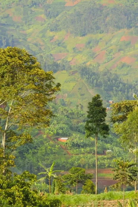 Framed Print : Cultivated hillside at edge of Nyungwe Forest N. P. Rwanda, march Framed Print : Cultivated hillside at edge of Nyungwe Forest N. P. Rwanda, march