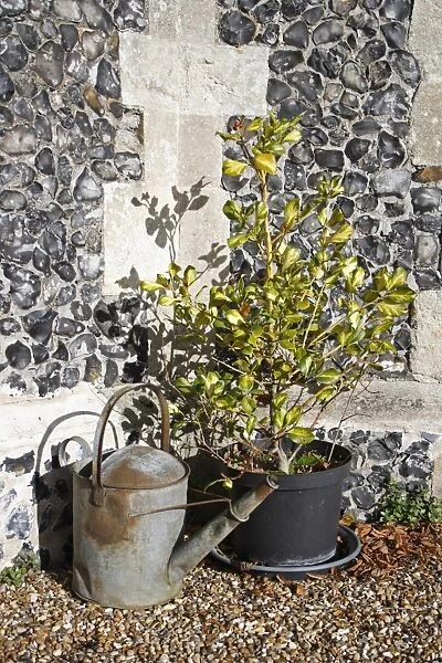 Cultivated Holly (Ilex sp. ) sapling, growing in pot beside metal watering can, St