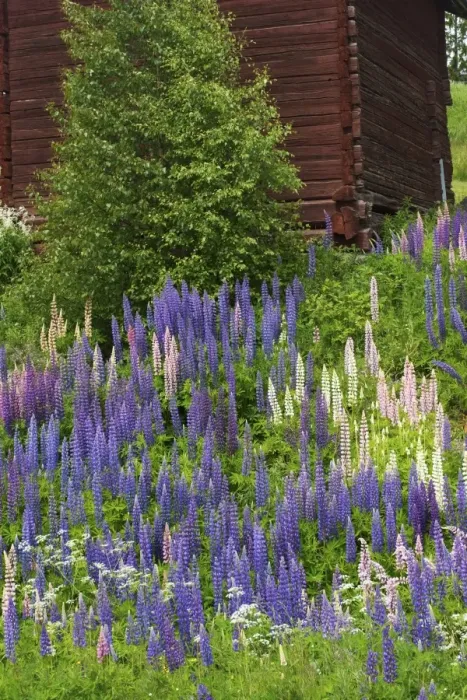 Framed Print : Cultivated Lupin (Lupinus sp. ) flowering mass, growing beside old barn, Flyn, Angermanland, Sweden, June Framed Print : Cultivated Lupin (Lupinus sp. ) flowering mass, growing beside old barn, Flyn, Angermanland, Sweden, June