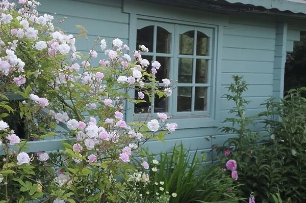 Cultivated Rambling Rose (Rosa sp. ) David Austin, flowering, growing on trellis beside wooden summerhouse in garden