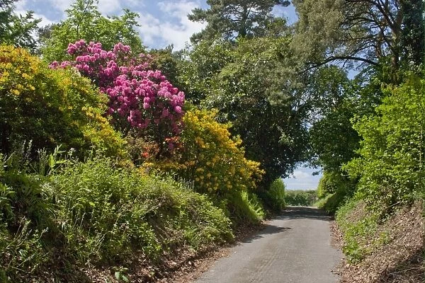 Cultivated Rhododendron (Rhododendron sp. ) garden escapee, flowering, growing in hedgerow beside lane, Sussex, England