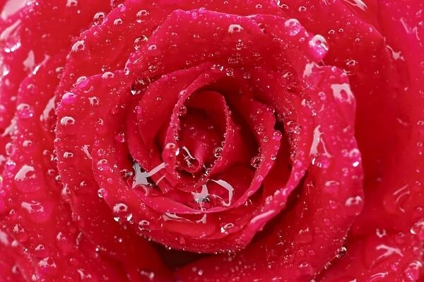 Cultivated Rose (Rosa sp. ) close-up of red petals, covered with raindrops