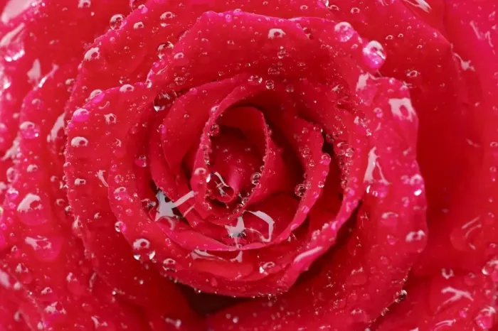 Framed Print : Cultivated Rose (Rosa sp. ) close-up of red petals, covered with raindrops Framed Print : Cultivated Rose (Rosa sp. ) close-up of red petals, covered with raindrops