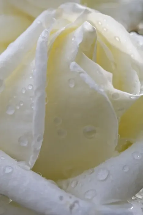 Framed Print : Cultivated Rose (Rosa sp. ) close-up of white flower petals, after rainshower Framed Print : Cultivated Rose (Rosa sp. ) close-up of white flower petals, after rainshower