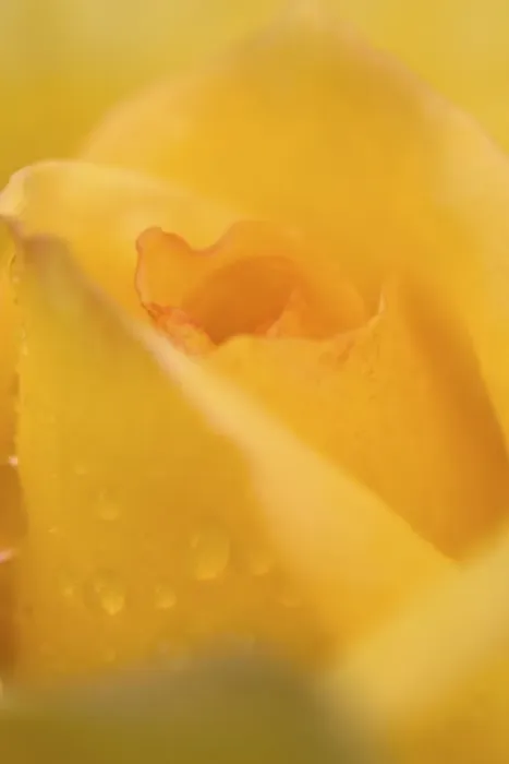 Framed Print : Cultivated Rose (Rosa sp. ) close-up of yellow flower petals, after rainshower Framed Print : Cultivated Rose (Rosa sp. ) close-up of yellow flower petals, after rainshower