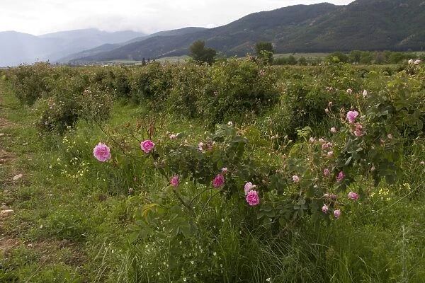 Cultivation of Roses in Rose valley Bulgaria. Rose oil is used in the perfumery industry