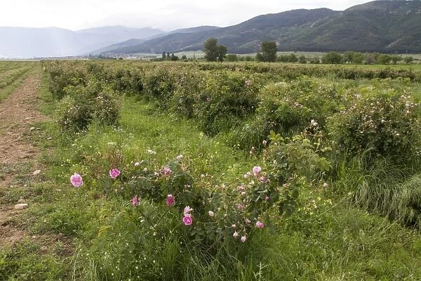 Cultivation of Roses in Rose valley Bulgaria. Rose oil is used in the perfumery industry